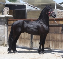 caballos 24 sep 2011 347 - copia
