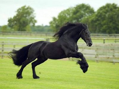 el-frison